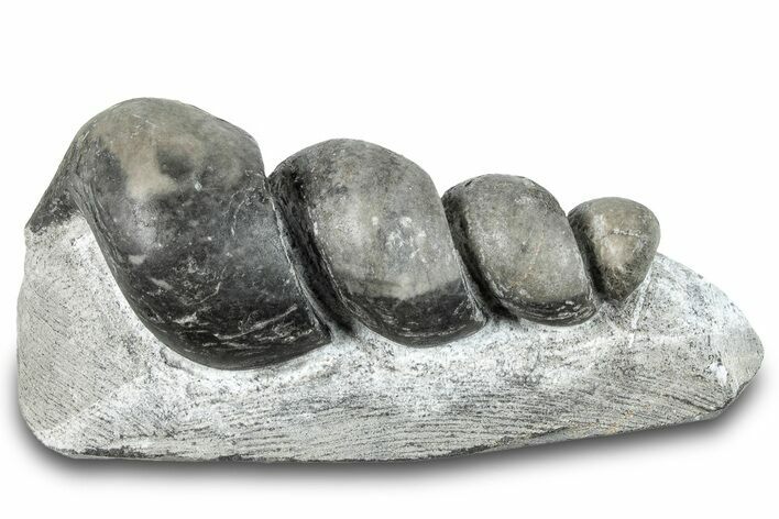 Devonian Fossil Gastropod Internal Mold - Issoumour, Morocco #282799